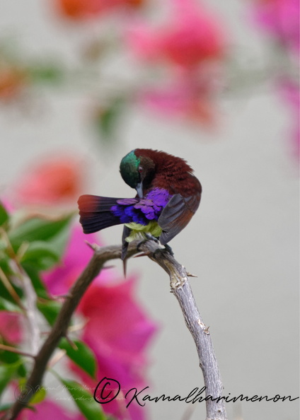 Purple-rumped Sunbird (Leptocoma zeylonica).jpg