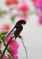 Purple-rumped Sunbird (Leptocoma zeylonica)04