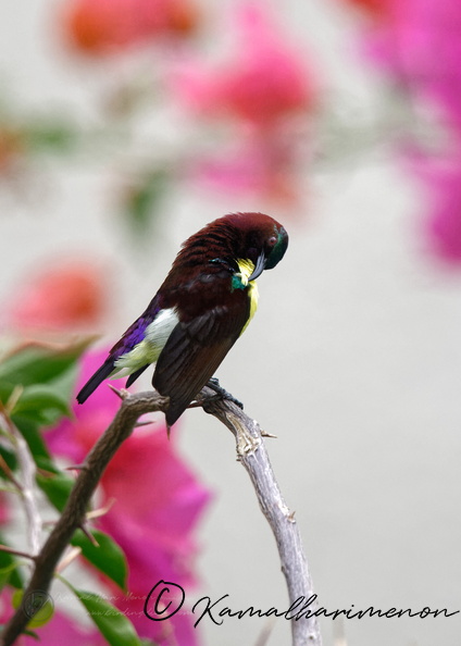Purple-rumped Sunbird (Leptocoma zeylonica)04.jpg