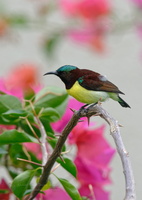 Purple-rumped Sunbird (Leptocoma zeylonica)03