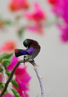 Purple-rumped-Sunbird-(Leptocoma-zeylonica)