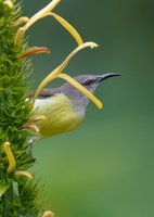 Purple-rumped-Sunbird-(Leptocoma-zeylonica)01