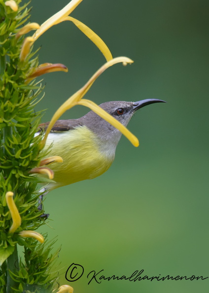 Purple-rumped-Sunbird-(Leptocoma-zeylonica)01.jpg