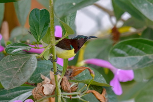 Purple-rumped Sunbird (Leptocoma zeylonica)12