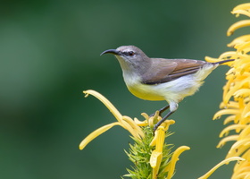 Purple-rumped-Sunbird-(Leptocoma-zeylonica)02