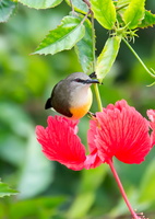 Purple-rumped-Sunbird-(Leptocoma-zeylonica)03