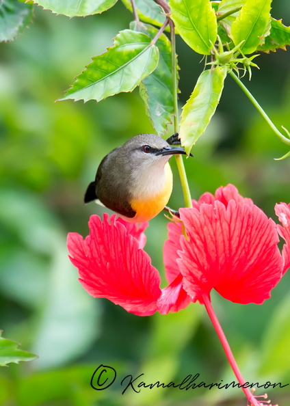 Purple-rumped-Sunbird-(Leptocoma-zeylonica)03.jpg