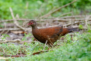 Red Spurfowl (Galloperdix spadicea) (2)