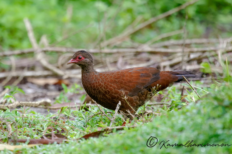 Red Spurfowl (Galloperdix spadicea) (2).jpg