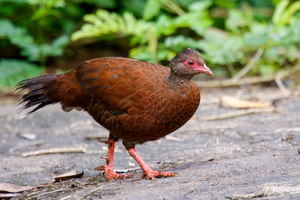 Red Spurfowl (Galloperdix spadicea) (1)
