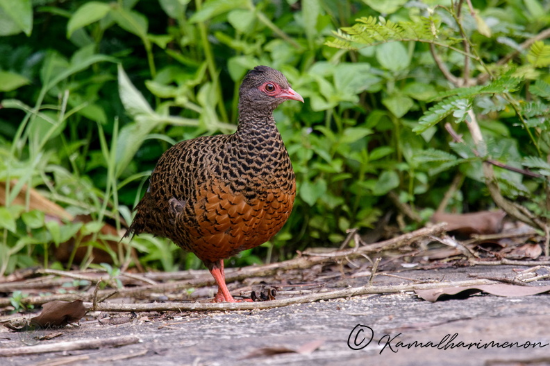 Red Spurfowl (Galloperdix spadicea) (4).jpg