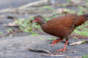 Red Spurfowl (Galloperdix spadicea) (3)