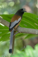 Rufous Treepie (Dendrocitta vagabunda) (1)