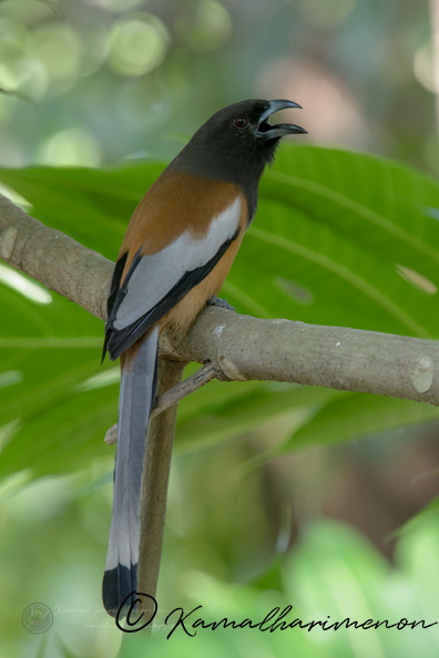 Rufous Treepie (Dendrocitta vagabunda) (1).jpg