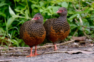 Red Spurfowl (Galloperdix spadicea) (5)