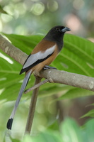 Rufous Treepie (Dendrocitta vagabunda) (2)