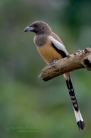Rufous Treepie (Dendrocitta vagabunda)