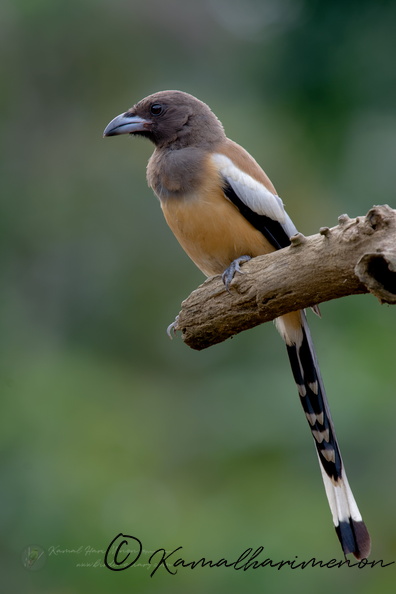 Rufous Treepie (Dendrocitta vagabunda).jpg
