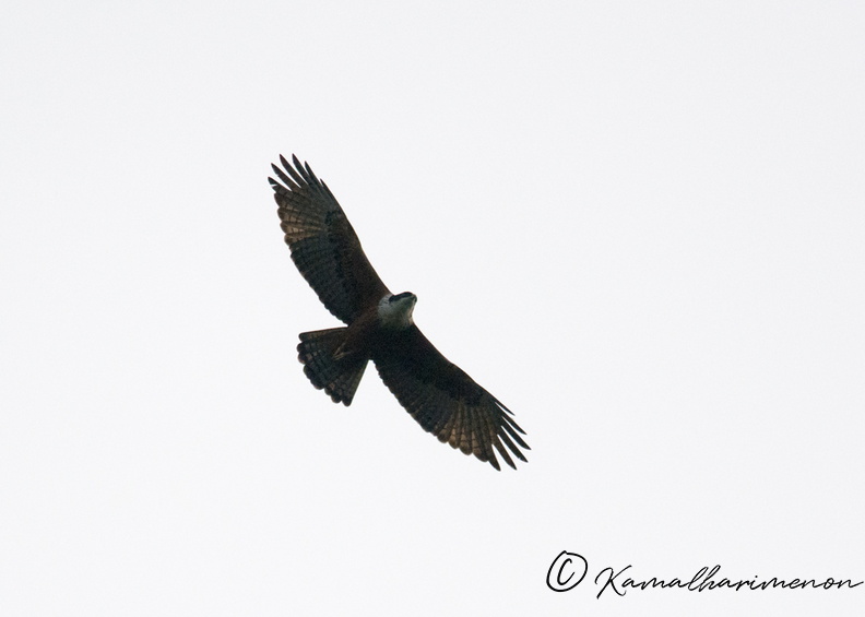 Rufous-bellied-hawk-eagle-(Lophotriorchis-kienerii).jpg