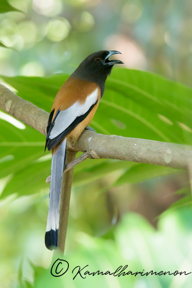 rufous-treepie-(Dendrocitta-vagabunda).jpg