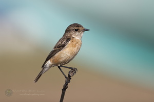 Siberian stonechat (Saxicola maurus)-1