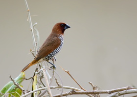 scaly-breasted-munia-(Lonchura-punctulata)