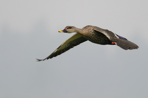 spot-billed-duck-(Anas-poecilorhyncha)