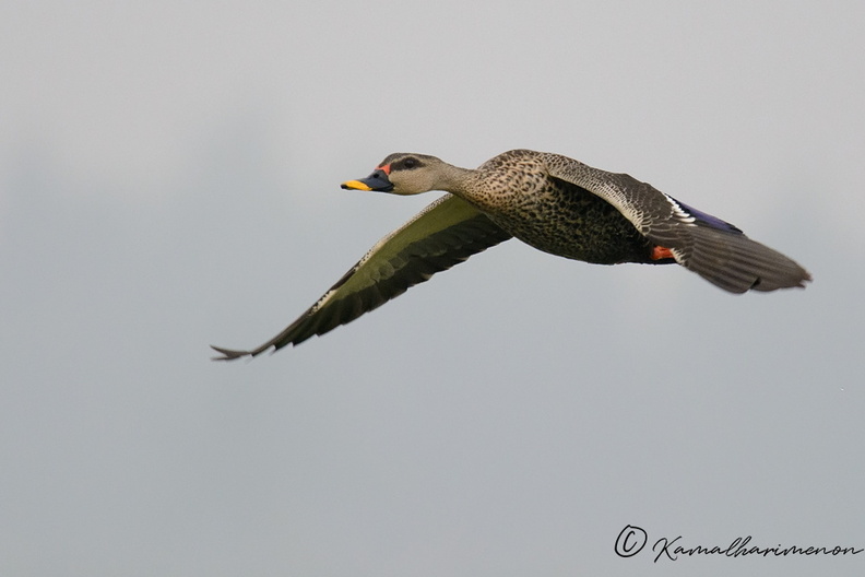 spot-billed-duck-(Anas-poecilorhyncha).jpg