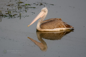 Spot-billed Pelican (Pelecanus philippensis)