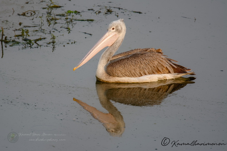 Spot-billed Pelican (Pelecanus philippensis).jpg