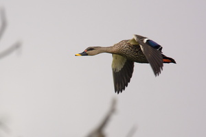 spot-billed-duck-(Anas-poecilorhyncha)01