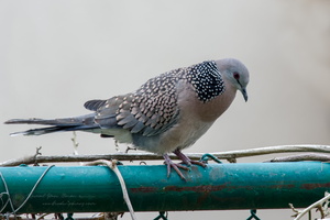 Spotted Dove (Spilopelia chinensis) (1)