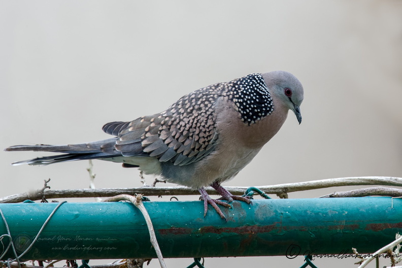 Spotted Dove (Spilopelia chinensis) (1).jpg