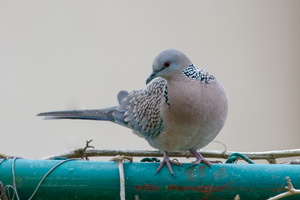 Spotted Dove (Spilopelia chinensis) (2)