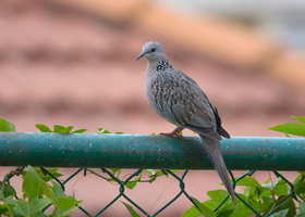 Spotted-Dove-(Spilopelia-suratensis)