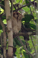 Sri Lanka Bay-owl (Phodilus assimilis)