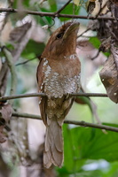 Sri Lanka Frogmouth (Batrachostomus moniliger)