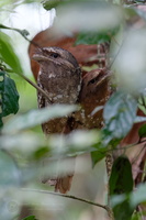 Sri Lanka Frogmouth (Batrachostomus moniliger) (2)