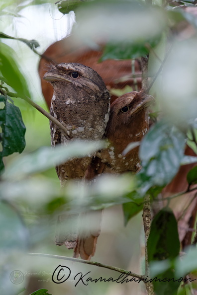Sri Lanka Frogmouth (Batrachostomus moniliger) (2).jpg