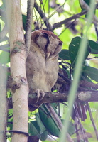 Sri-Lanka-bay-owl-(Phodilus-assimilis)