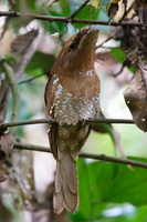 Sri-Lankan-frogmouth-(Batrachostomus-moniliger)