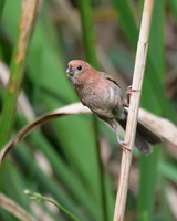 vinous-throated-parrotbill-(Sinosuthora-webbiana)