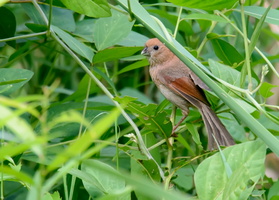 vinous-throated-parrotbill-(Sinosuthora-webbiana)01