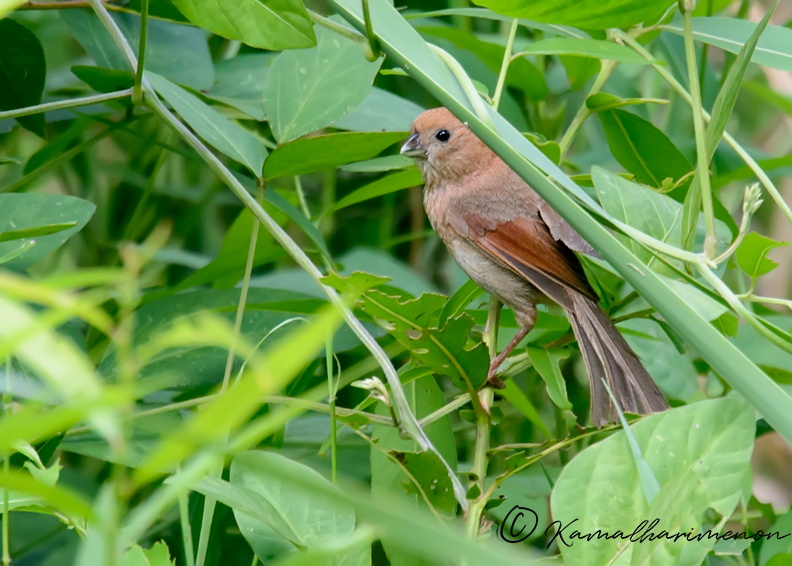 vinous-throated-parrotbill-(Sinosuthora-webbiana)01.jpg