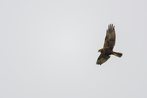 western-marsh-harrier-(Circus-aeruginosus)01