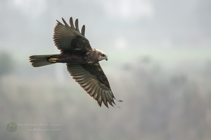 Western Marsh-harrier (Circus aeruginosus)