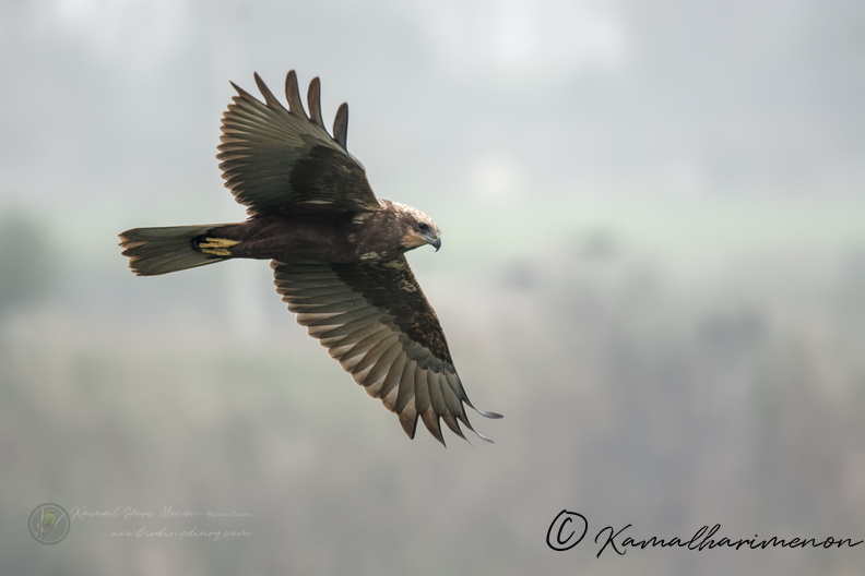 Western Marsh-harrier (Circus aeruginosus).jpg