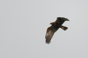 western-marsh-harrier-(Circus-aeruginosus)