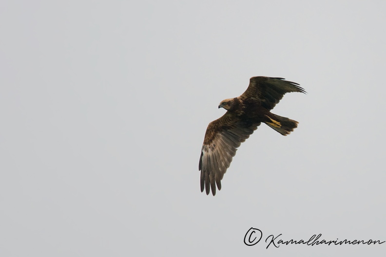 western-marsh-harrier-(Circus-aeruginosus).jpg