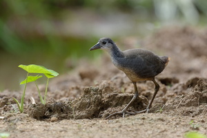 white-breasted waterhen (Amaurornis phoenicurus)